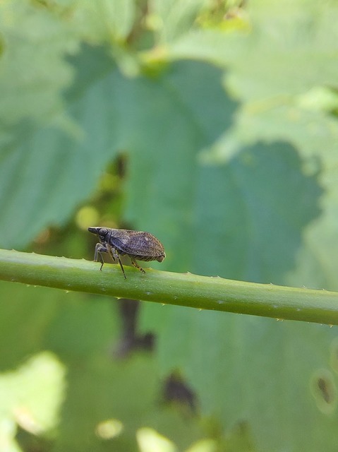 Mycterodus
