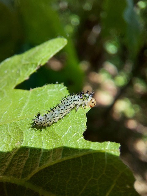 Periclista