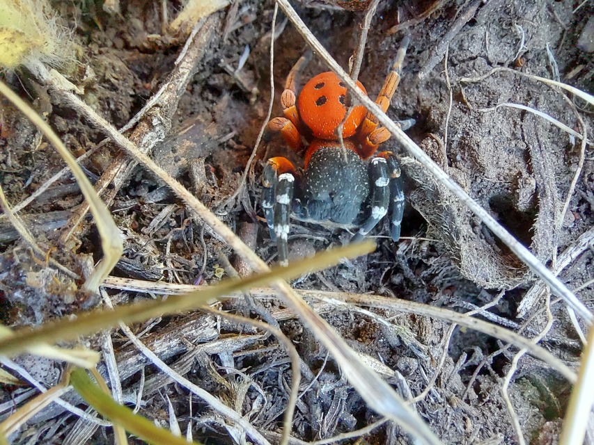 Eresus moravicus - sárgafejű bikapók Eresus moravicus - sárgafejű bikapók