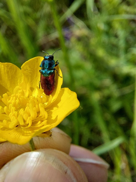 Anthaxia salicis - bíboros virágdíszbogár