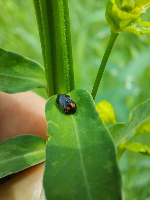 Penthimia nigra - fekete kabóca Penthimia nigra - fekete kabóca