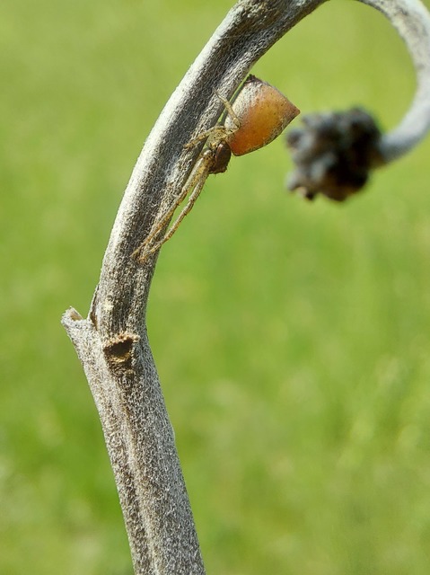 Tmarus piger/stellio