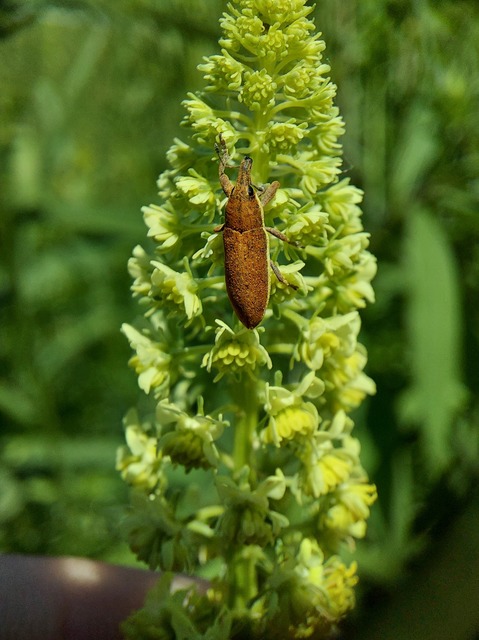 Lixus ochraceus - retek-dudvabarkó