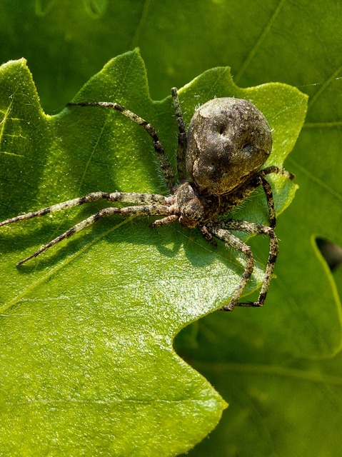 Philodromus poecilus - cifra karolópók