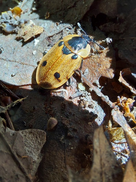 Dendroxena quadrimaculata - négypettyes dögbogár