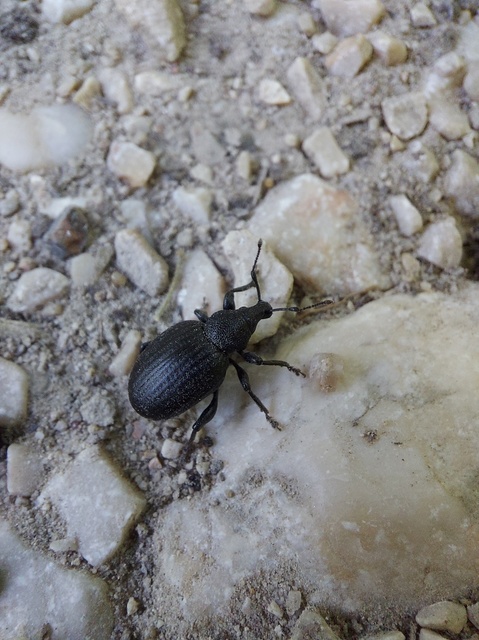Otiorhynchus catenulatus - gyászos gyalogormányos