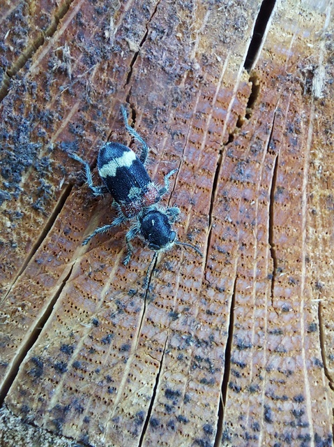 Clerus mutillarius - feketenyakú szúfarkas