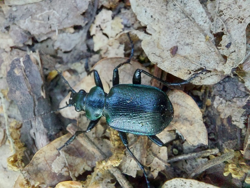 Calosoma inquisitor - kis bábrabló