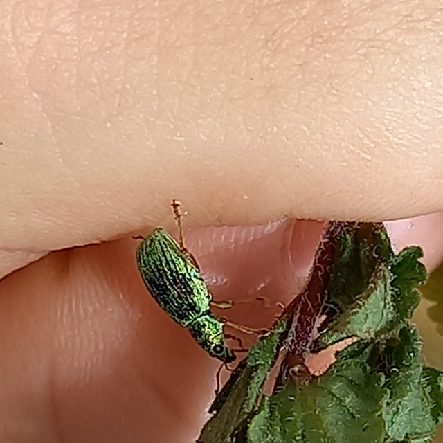 Polydrusus formosus - selymes lombormányos