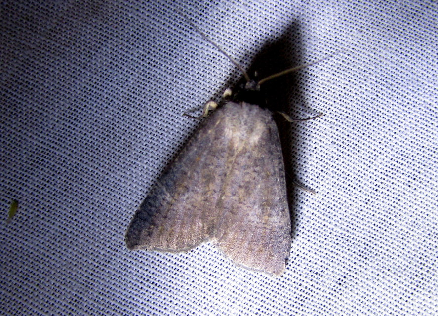 Lygephila procax - fekete csüdfűbagoly