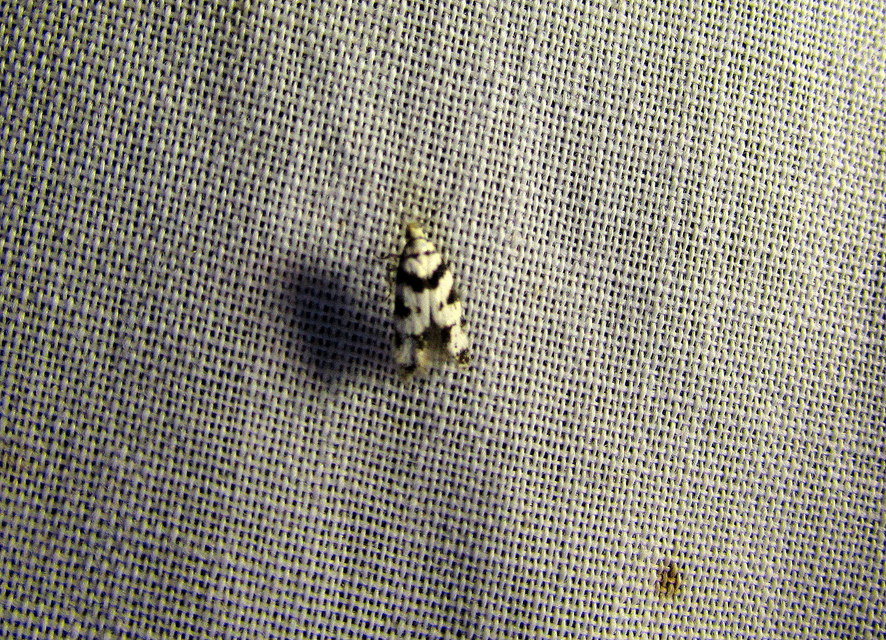 Pseudotelphusa scalella - moharágó sarlósmoly