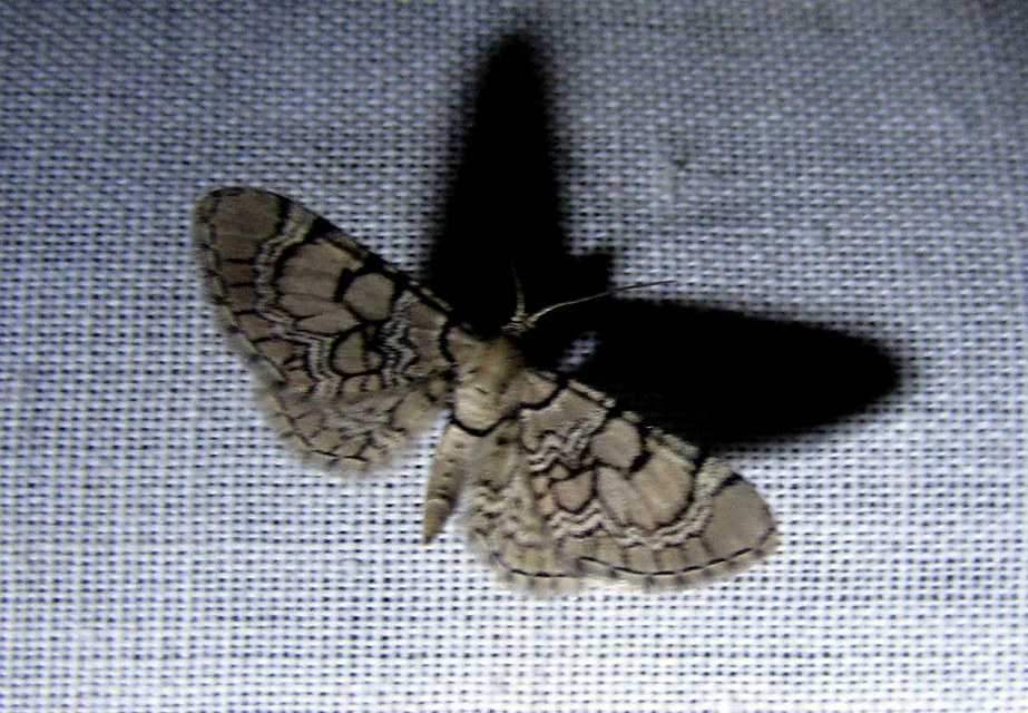 Eupithecia venosata - mécsvirág-törpearaszoló