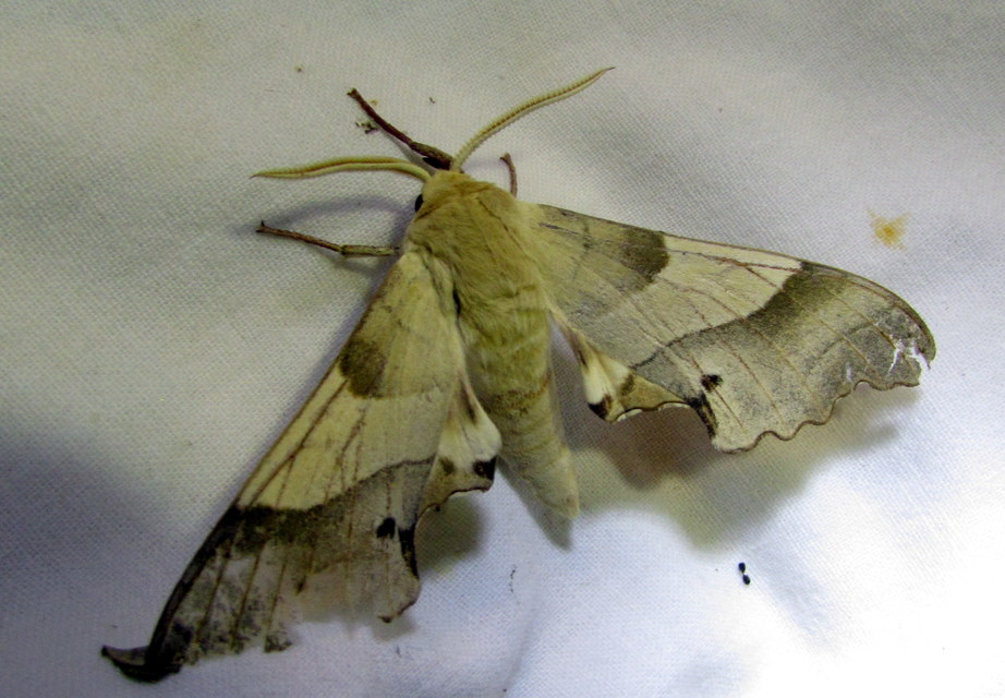 Marumba quercus - tölgyfaszender