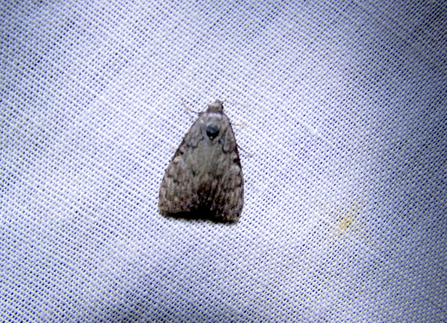 Meganola strigula - hamvas pamacsosszövő
