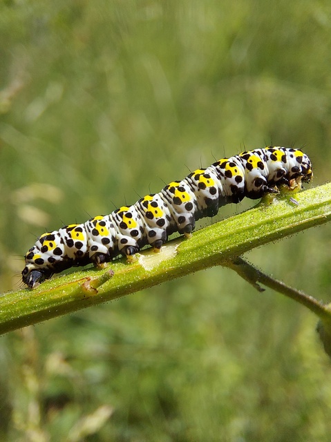 Shargacucullia gozmanyi/scrophulariae/verbasci