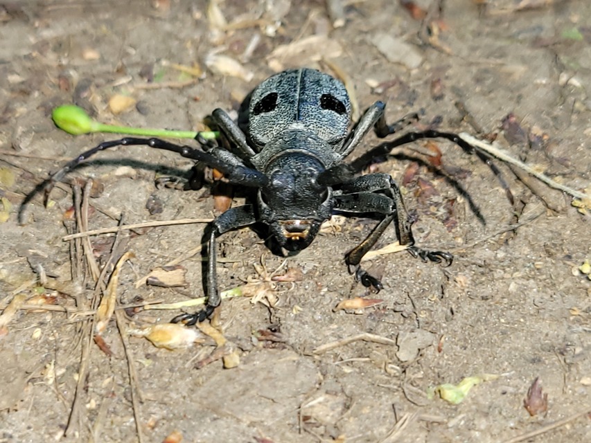 Morimus asper funereus - gyászcincér