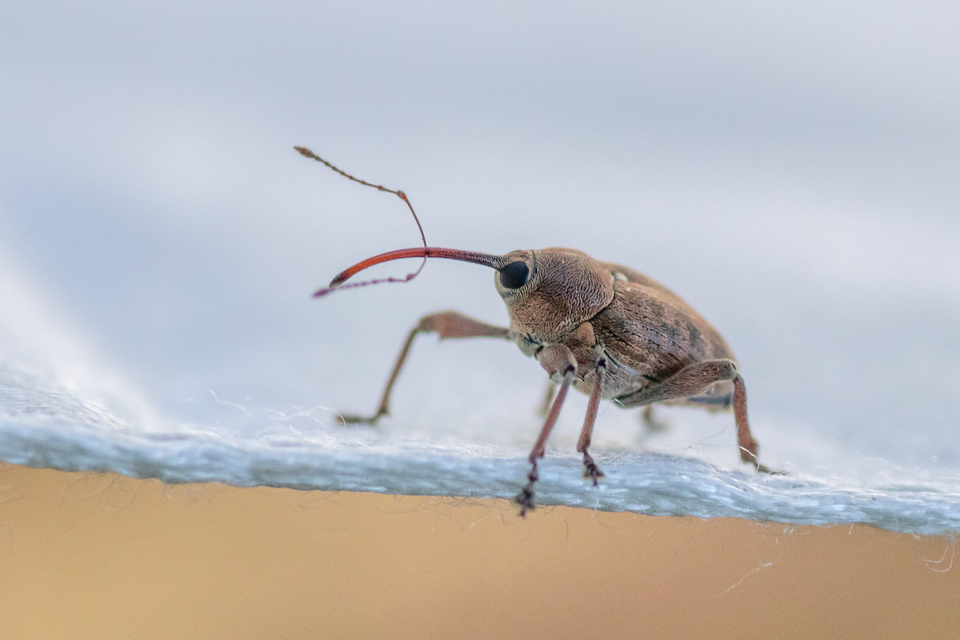 Curculio glandium - tölgymakkzsuzsóka