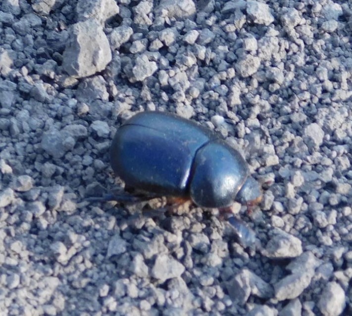 Pentodon idiota - butabogár