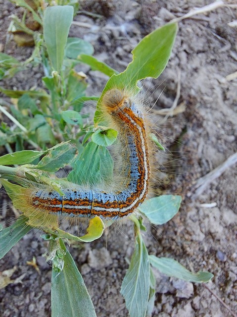 Malacosoma castrensis - kutyatejszövő