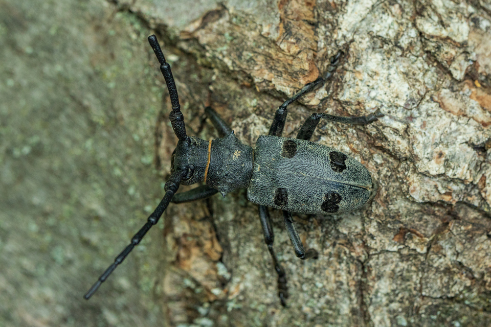 Morimus asper funereus - gyászcincér