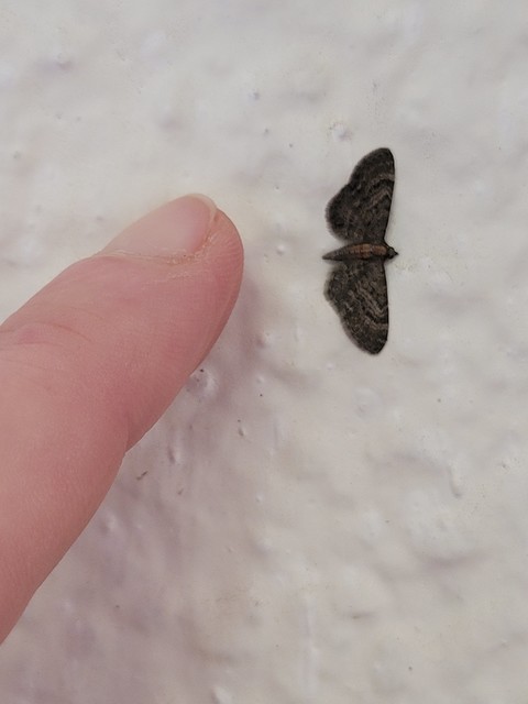 Eupithecia haworthiata - rozsdástestű törpearaszoló