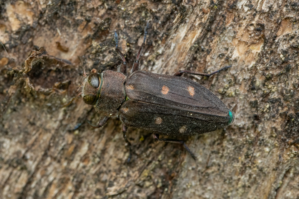 Chrysobothris affinis - aranypettyes díszbogár