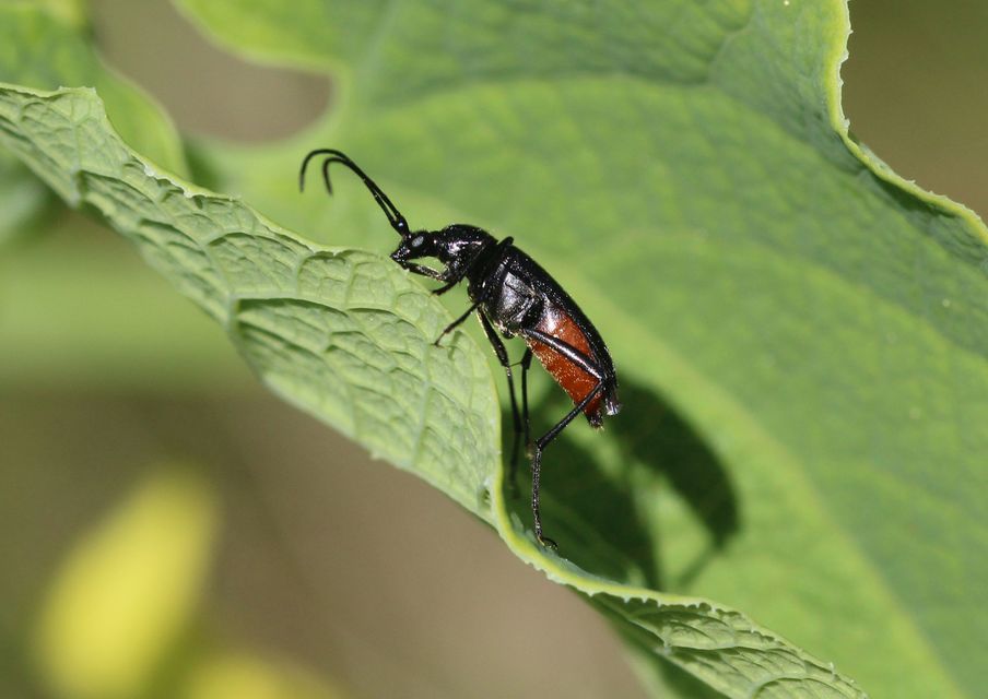 Dinoptera collaris - vörösnyakú virágcincér