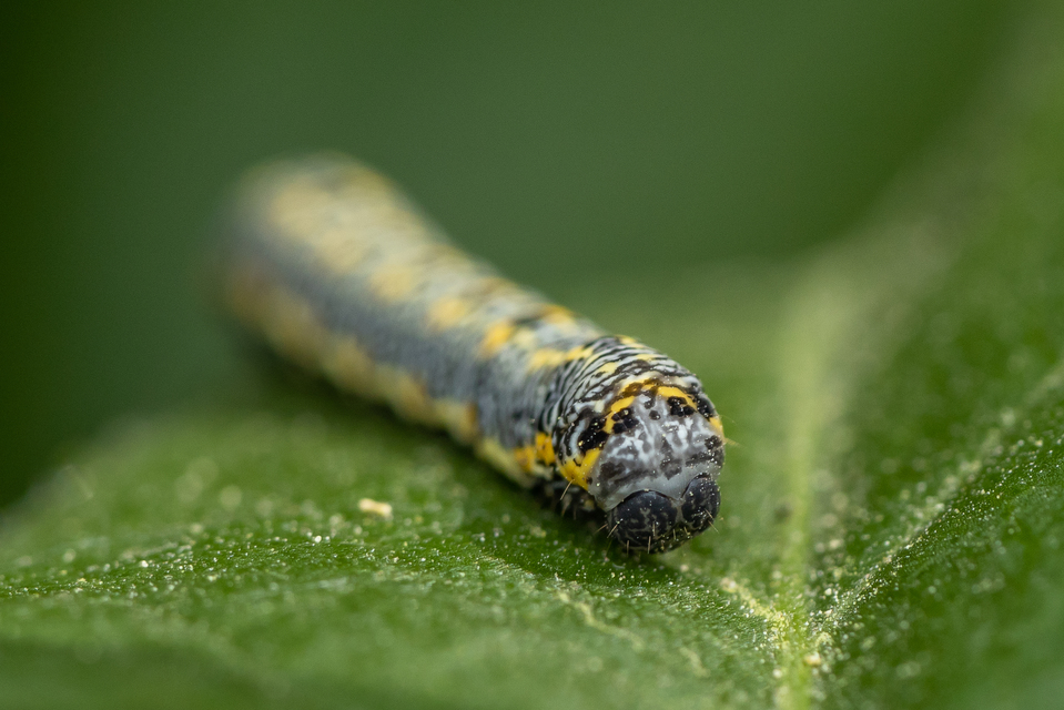 Artiora evonymaria - kecskerágó-araszoló