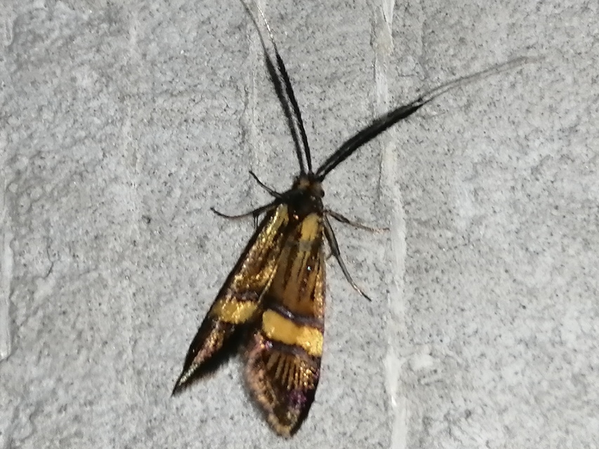 Nemophora degeerella - pompás tőrösmoly
