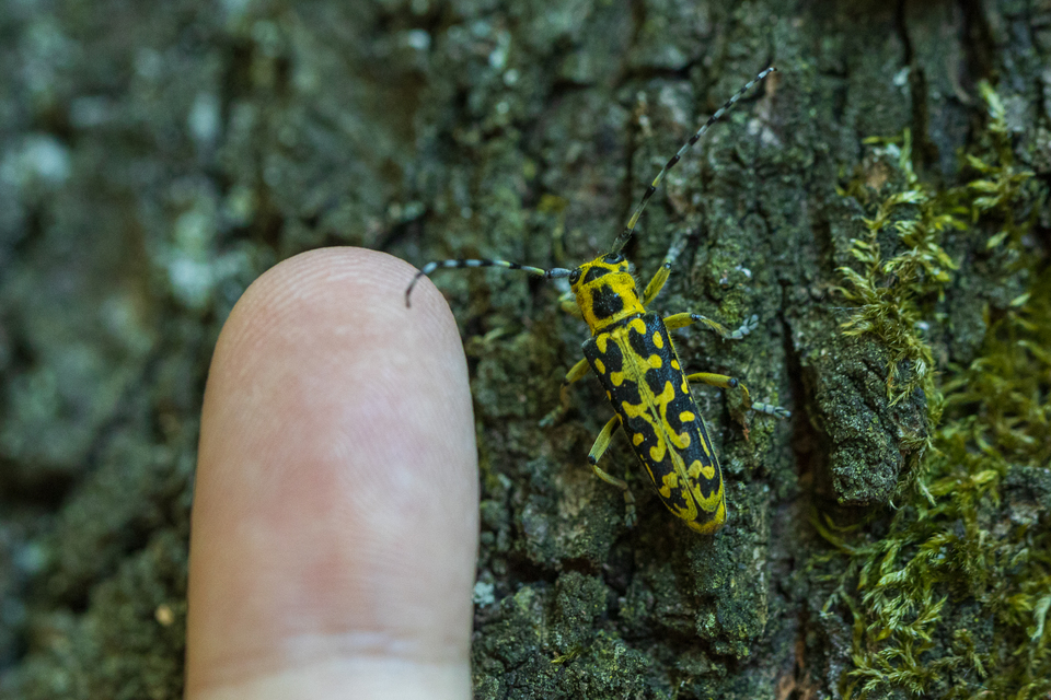 Saperda scalaris - létracincér