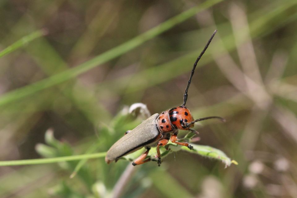 Phytoecia argus - árgusszemű cincér