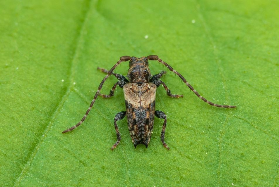 Pogonocherus hispidus - kéttövises ecsetcincér