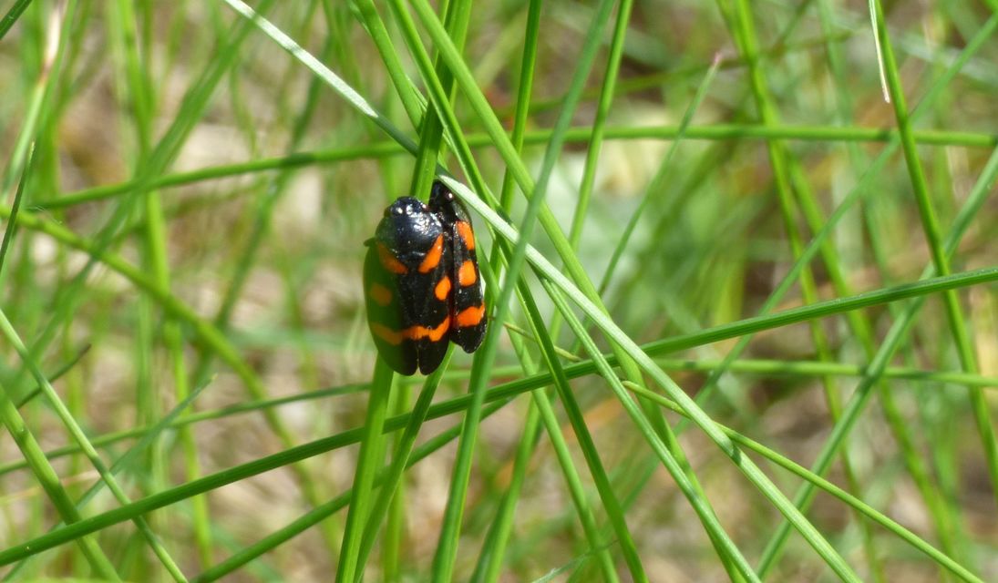 Cercopis arcuata/sanguinolenta