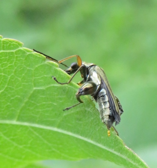 Oedemera flavipes - sárgalábú álcincér Oedemera flavipes - sárgalábú álcincér