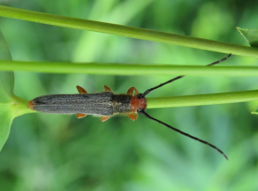 Oberea erythrocephala - pirosfejű kutyatejcincér