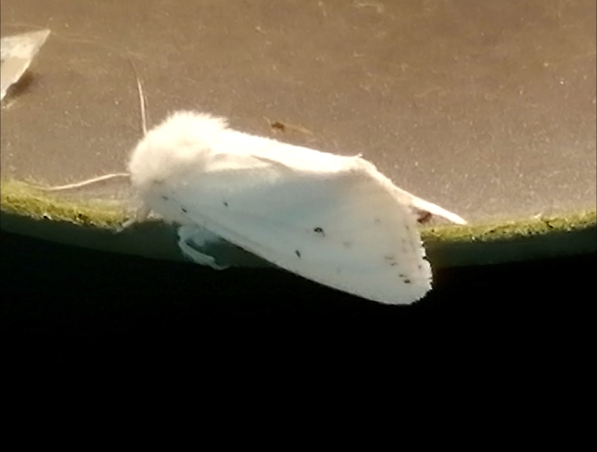 Spilosoma urticae - hószínű medvelepke