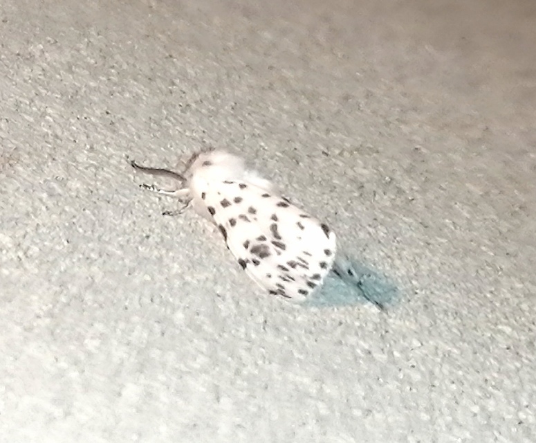 Hyphantria cunea - amerikai fehér medvelepke