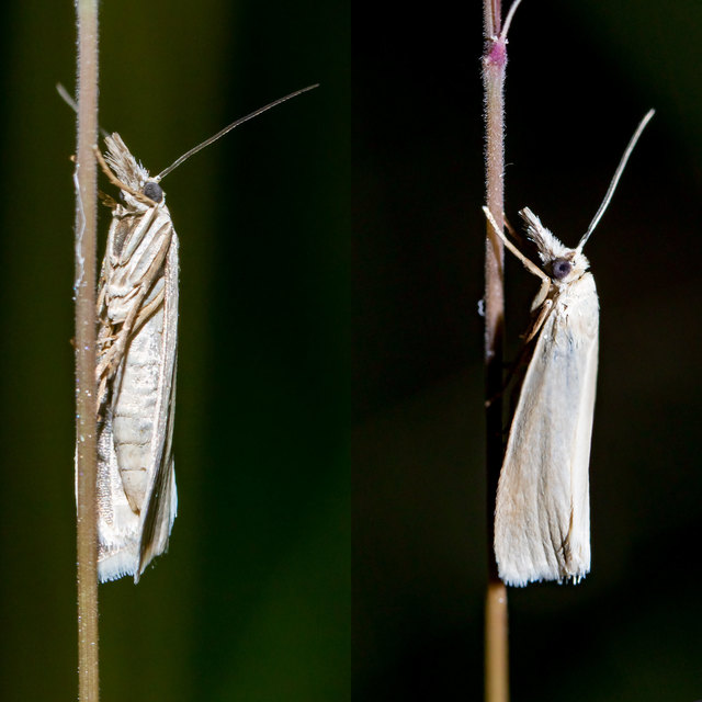 Crambus perlella - gyöngyházas fűgyökérmoly