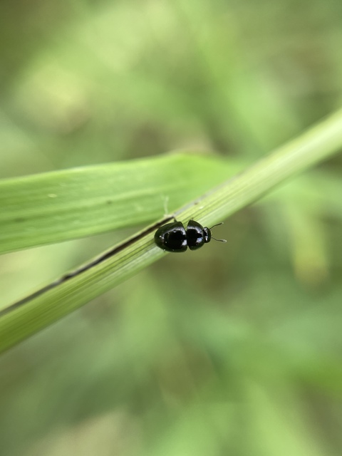 Phalacridae - kalászbogárfélék Phalacridae - kalászbogárfélék
