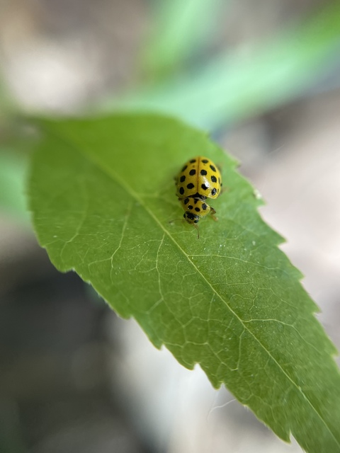 Psyllobora vigintiduopunctata - huszonkétpettyes katica