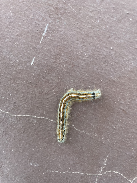 Malacosoma neustria - gyűrűsszövő