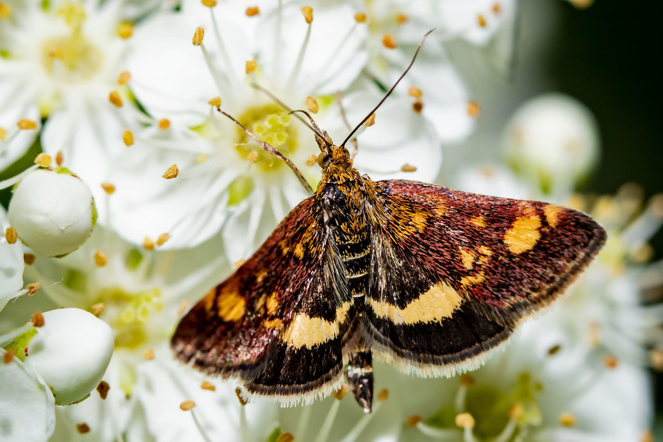 Pyrausta aurata - aranyló bíbormoly