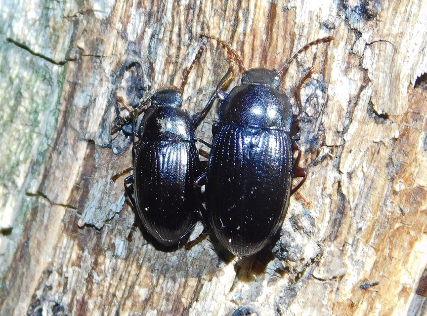 Nalassus dermestoides - rövidszárnyú gyászbogár