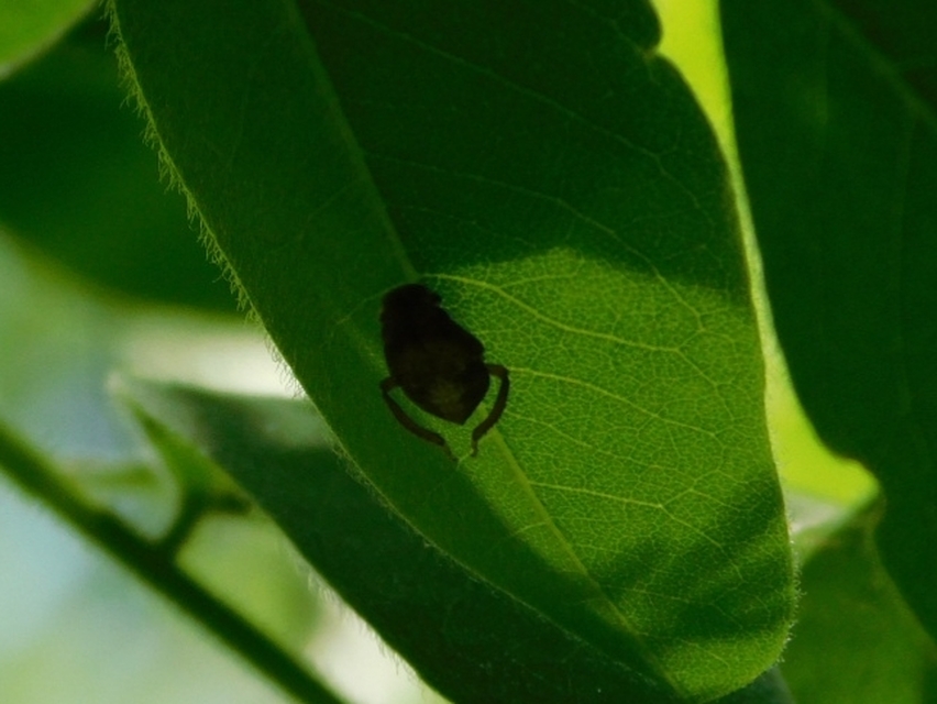Penthimia nigra - fekete kabóca Penthimia nigra - fekete kabóca