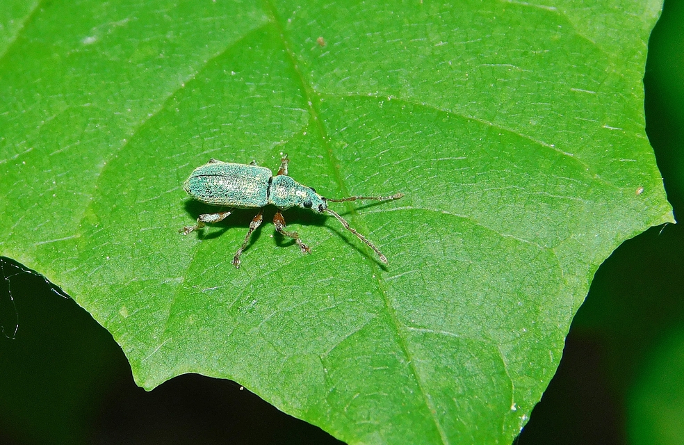 Phyllobius argentatus - ezüstös levélormányos