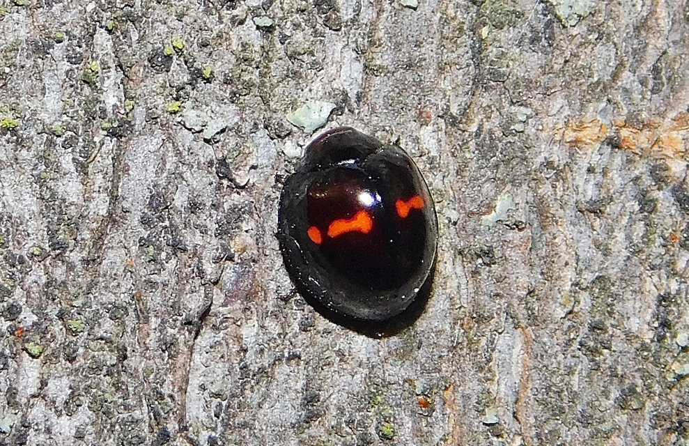 Chilocorus bipustulatus - szalagos szerecsenkata