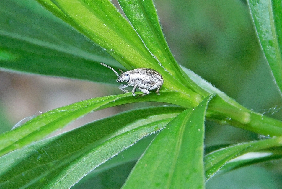 Peritelus familiaris - nagy kendermagbogár