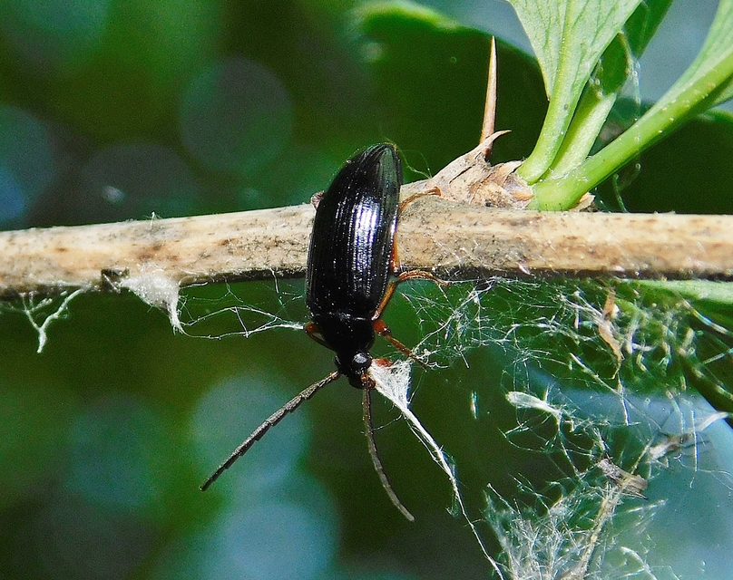 Gonodera luperus - gyászos alkonybogár