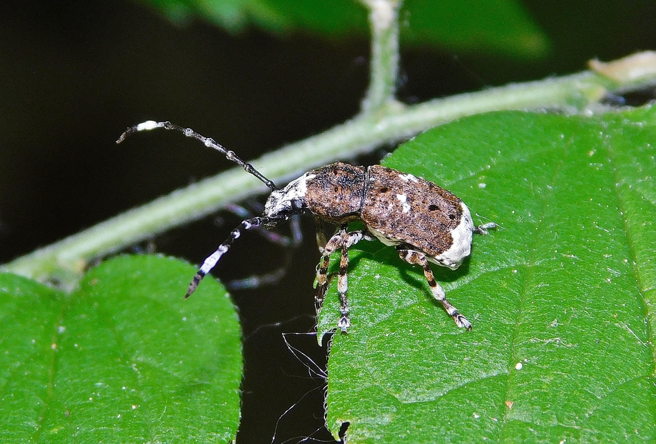 Platystomos albinus - nagybajuszú orrosbogár