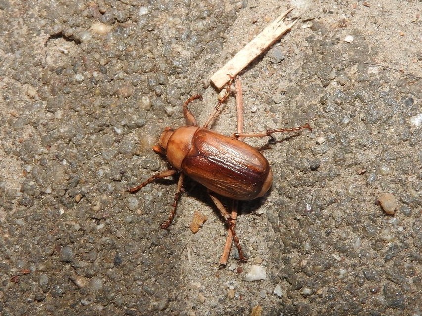 Rhizotrogus aestivus - tavaszvégi cserebogár